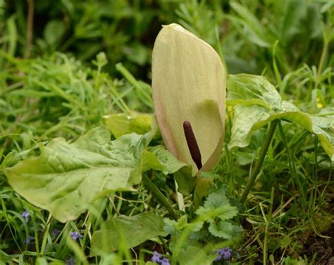 Italian Arum (Arum Italicum) Growing & Care Guide for Gardeners