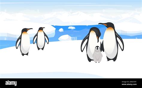 South pole wildlife flat vector illustration. Emperor penguins breed on ...