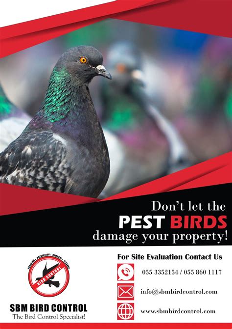 a poster advertising pest control for birds