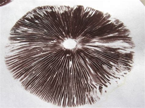 Psilocybe Semilanceata Spore Print