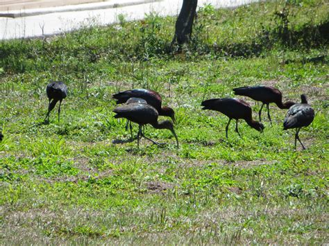 Florida black Ibis | Florida birds and other wildlife | Pinterest ...