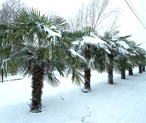 palm trees in texas winter storm - Led To A Significant Record Lightbox