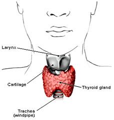 Cretinism - treatment of Cretinism , types Diseases, Index A –Z, medicines, Cretinism symptoms ...