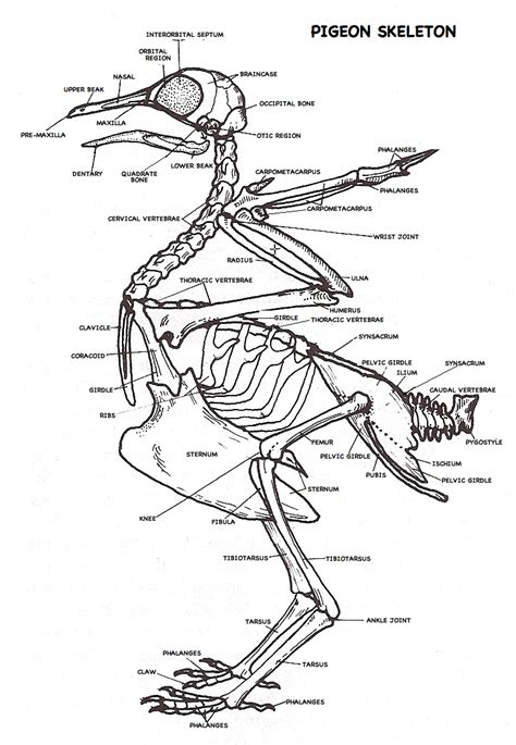 Anatomy, Horse anatomy, Pigeon