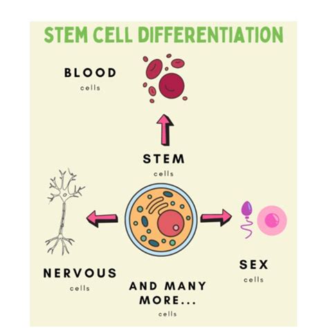 Stem cell differentiation. | Download Scientific Diagram