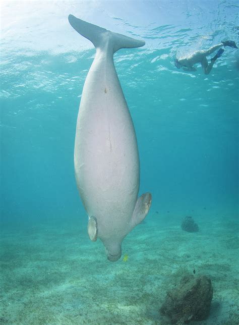 Dugong In The Red Sea, Egypt Photograph by Brandi Mueller