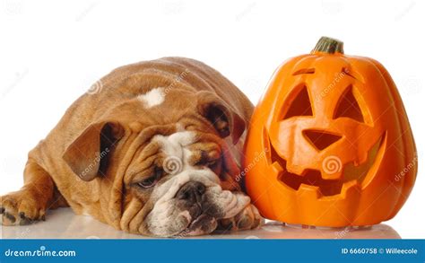 English Bulldog With Pumpkin Stock Photo - Image: 6660758