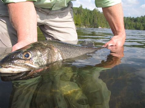 Spring Fishing Boundary Waters