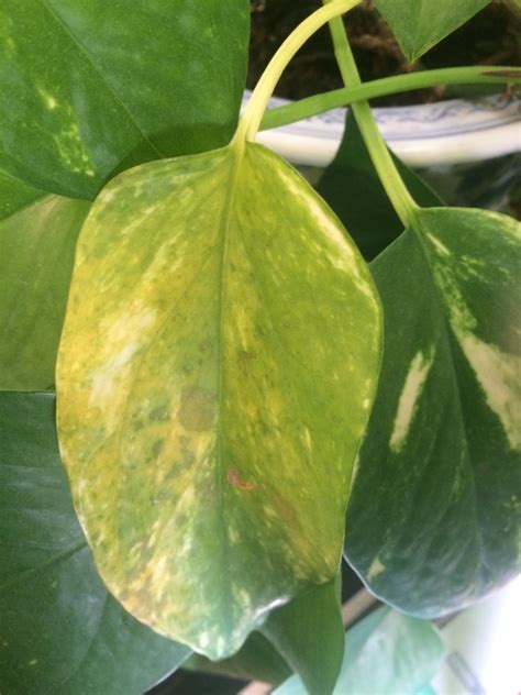 Yellow Leaves On Pothos