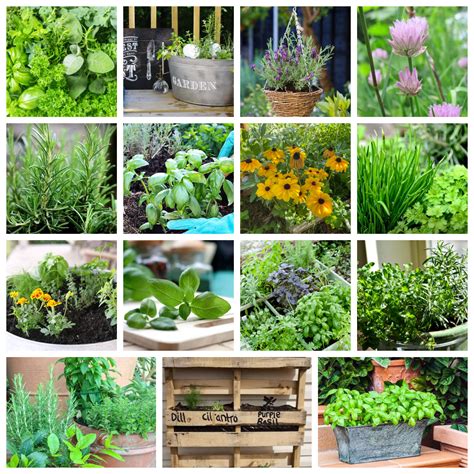 15 DIY Herb Garden Ideas for Beginners and Experts - Bluesky at Home