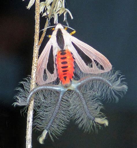 CREATONOTOS GANGIS MOTH: THE CREATURE OF ALIEN BEAUTY – SARAH MAX RESEARCH