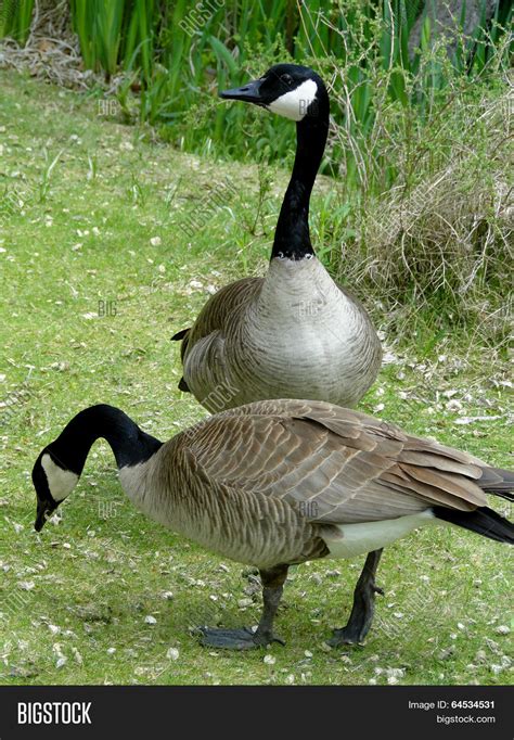 Goose Gander Image & Photo (Free Trial) | Bigstock