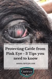 Protecting Cattle from Pink Eye - 3 Tips you need to know | Curicyn