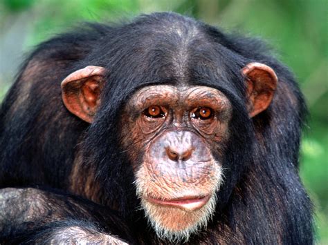 Yvette's universe: Genital Mauling Chimpanzees