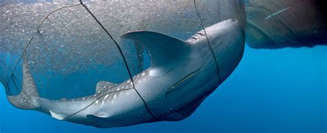 The Whale Sharks of Cenderawasih Bay - DIVER magazine