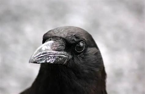 American Crow - Description, Habitat, Image, Diet, and Interesting Facts