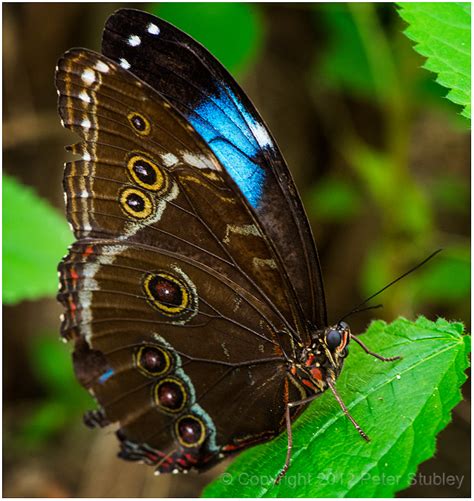 Blue morpho butterfly, wings mostly closed. photo - Peter Stubley ...