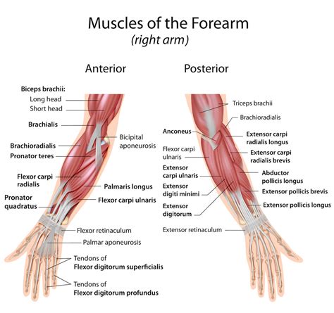 Forearm Workout: 5 Forearm Exercises To Build More Strength