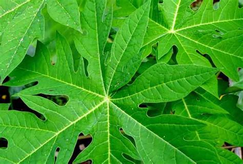 6 Papaya Leaf Benefits and Side Effects - latiendadelunalunera