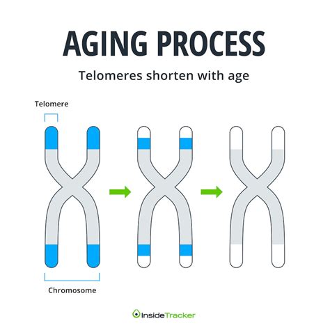 5 Strategies to Slow Telomere Shortening