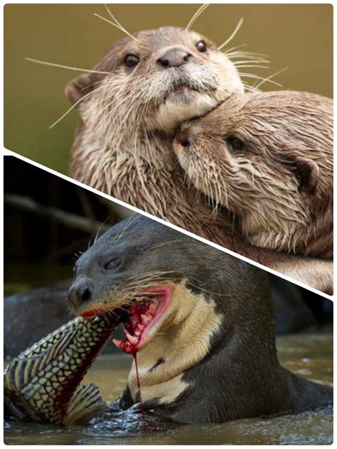 [最も好ましい] amazon river otter 219707-Are there otters in the amazon ...