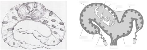 Cow Placenta Diagram | Quizlet