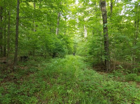 WANTED! LANGLADE COUNTY FOREST HUNTING & TIMBER LAND