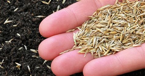 Grass seed – how to sow it and which seed mix to choose