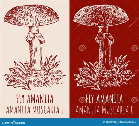 Vector Drawing FLY AMANITA. Hand Drawn Illustration Stock Illustration ...