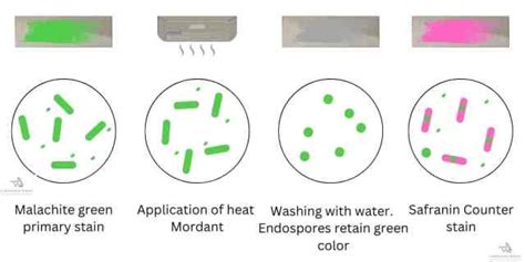 Endospore Staining Procedure, Principle, and Result