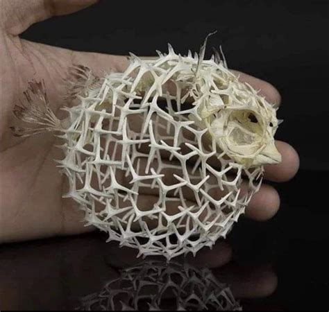 Puffer Fish skeleton. Thought y’all might enjoy this🙃 : r/LSD