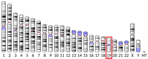 C19orf70 - Wikipedia