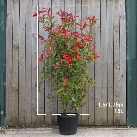 Established Photinia x fraseri 'Red Robin' in container Leylandii Hedge ...