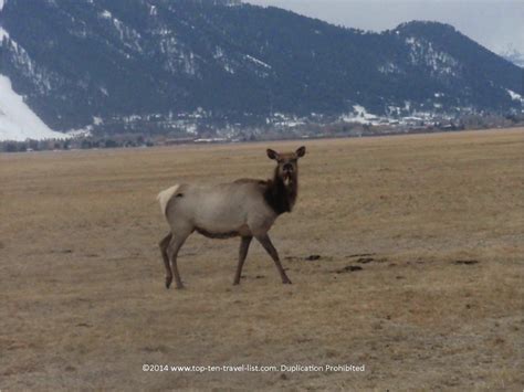 Attraction of the Week: The National Elk Refuge in Jackson Hole, Wyoming - Top Ten Travel Blog