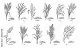 How To Draw Crops In A Field At Lynn Morgan Blog sketch template