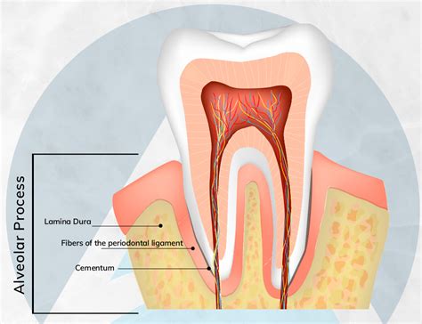 What Is An Alveolectomy? (Part One) - Alaska Center For Oral + Facial Surgery