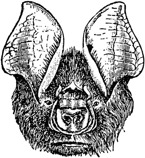 Bat Anatomy