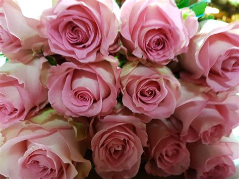Light Pink Roses - 100 Stems - 40 cm - Toronto Bulk Flowers