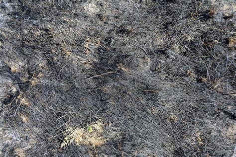 Burnt grass stock photo. Image of physical, horizontal - 92313094