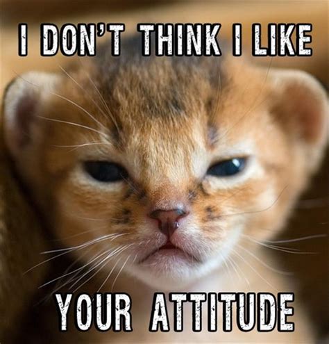 Angry Cat Quotes. QuotesGram