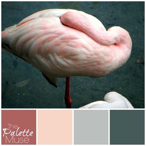 Color Palettes | Flamingo color, Flamingo, Palette