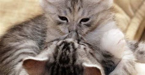 Cute Pictures of Animals Kissing