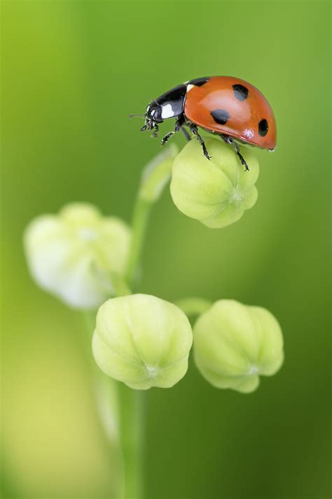 ladybugs in house good luck - This The Best Chronicle Efecto