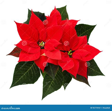 Closeup of Red Christmas Poinsettia Flowers Stock Image - Image of ...