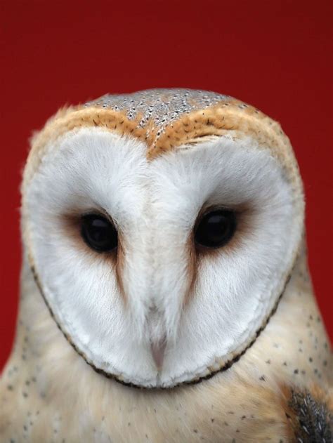 Barn owl | Barn owl, Zoo photos, Owl