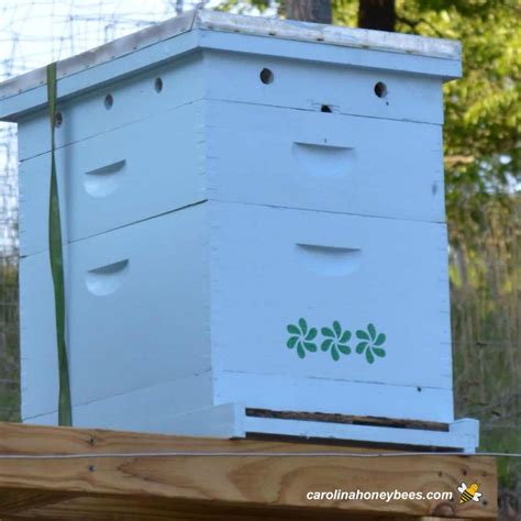 Langstroth Hive Dimensions: Beekeeper's Guide - Carolina Honeybees