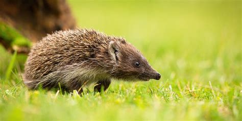 Pin on Hedgehog Breeds