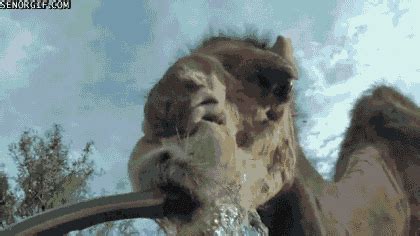 Camel Drinking GIF by Cheezburger - Find & Share on GIPHY