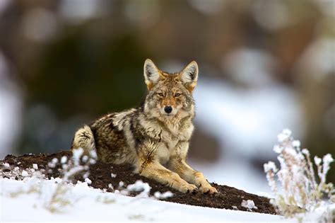 Predator Defense - Protecting Coyotes under Seige