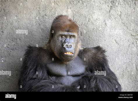 Portrait photo of sitting adult gorilla showing his teeth Stock Photo ...